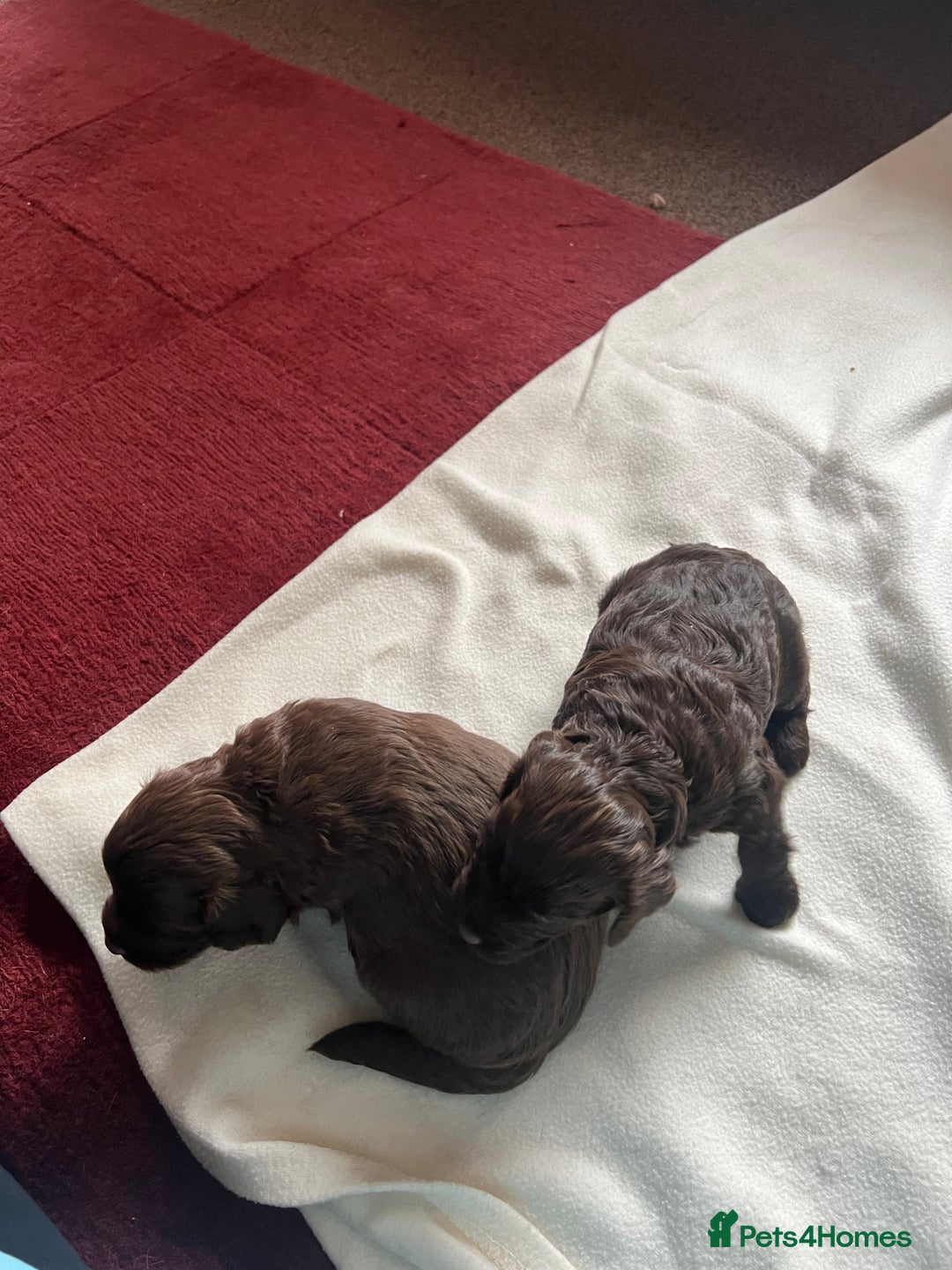 Cockapoo dogs for sale: Stunning Cockapoo female puppy for sale - Image 2
