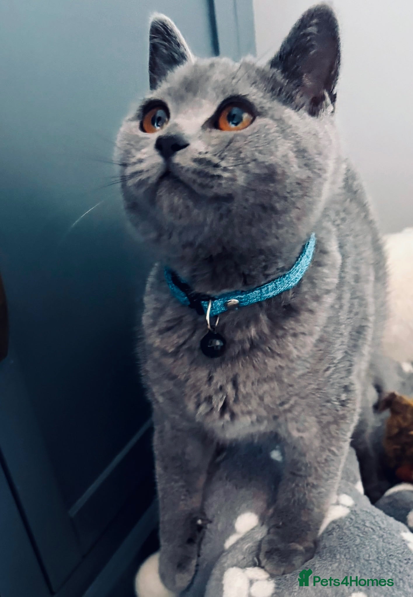 British Shorthair cats British Shorthair fluffy kitten ready to leave - Advert 1