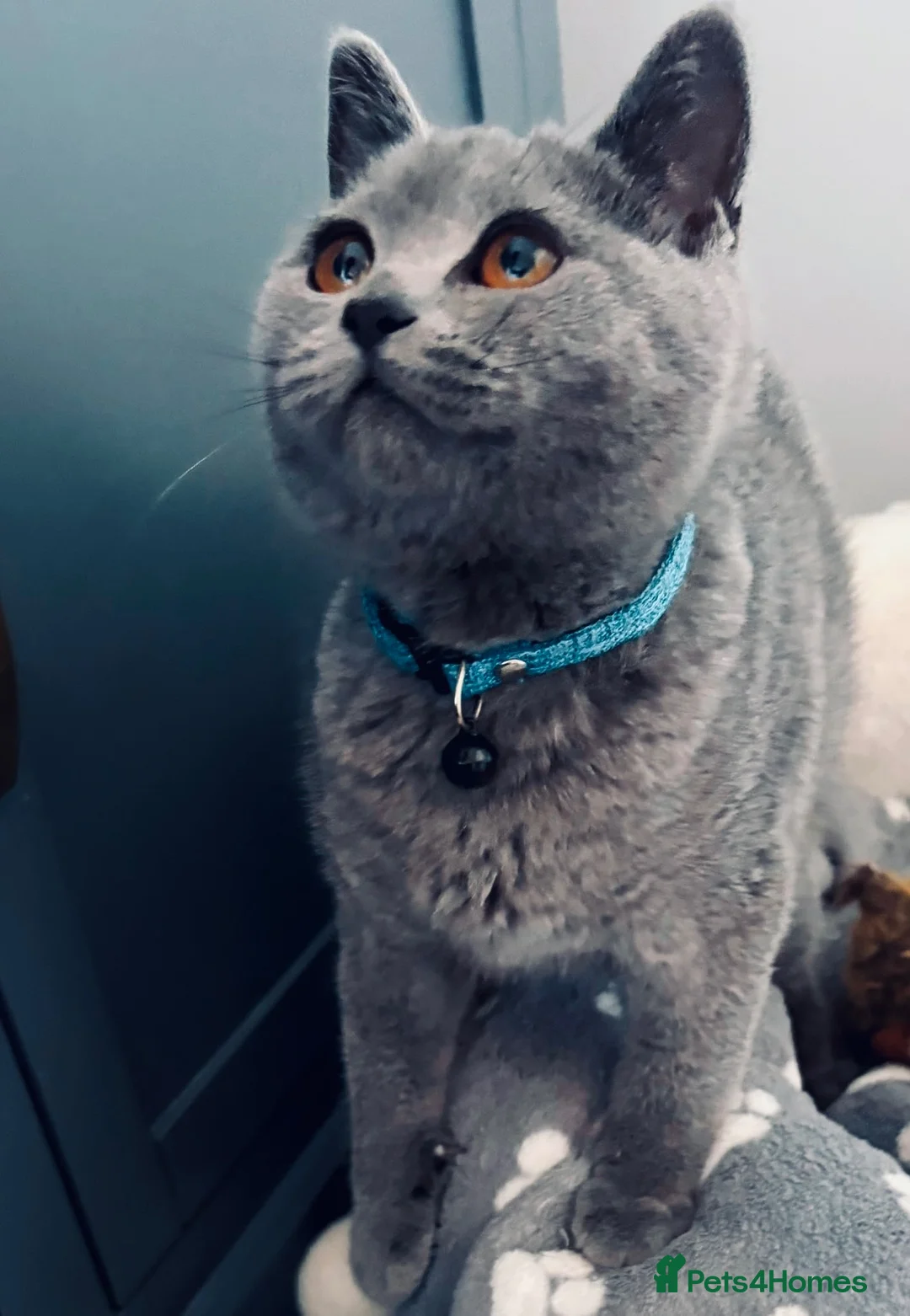 British Shorthair cats for sale: British Shorthair fluffy kitten ready to leave in Greenford - Advert 1