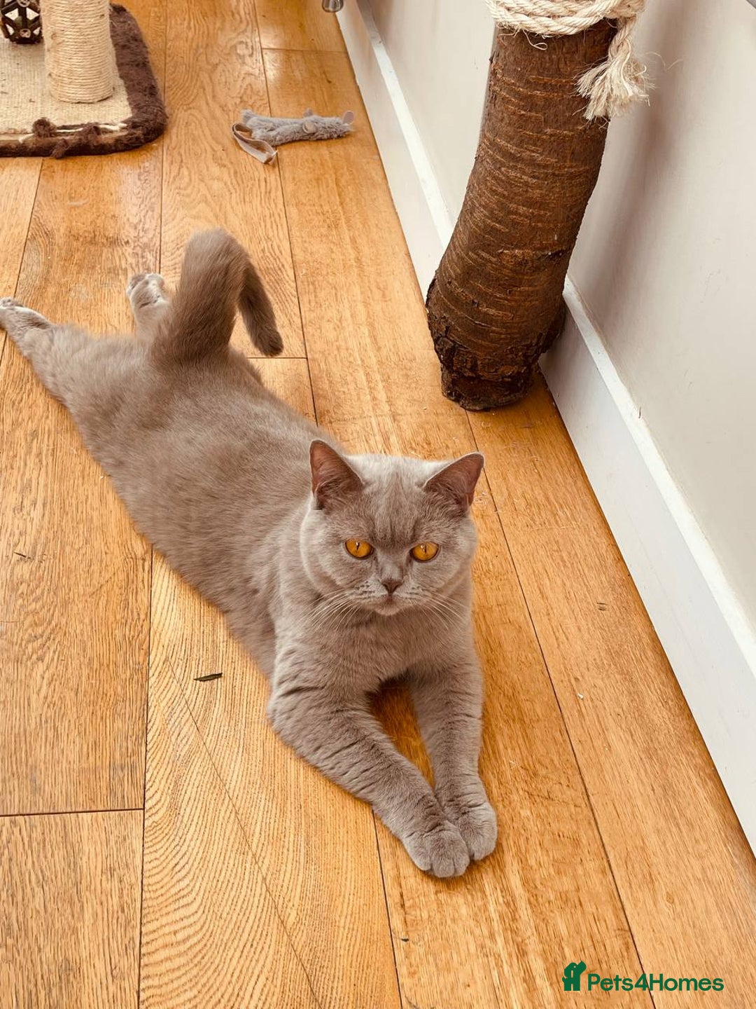 British Shorthair cats for sale: British Shorthair, Ready to be rehomed - Advert 19
