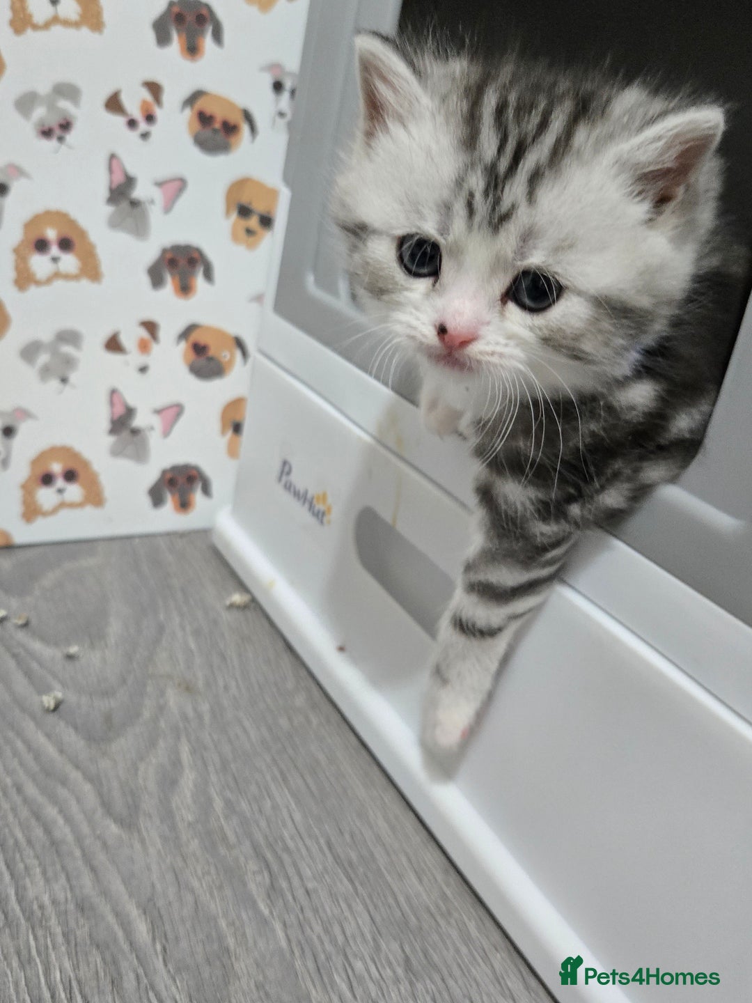 Brazilian Shorthair cats for sale: British shorthair x Persian  - Advert 25