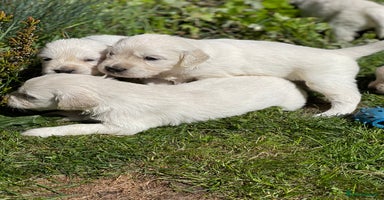 Golden Retriever dogs - Advert 7
