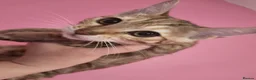 Mixed Breed cats for sale: Rare Torbie @75% Bengal Variants Kittens  - Advert 10