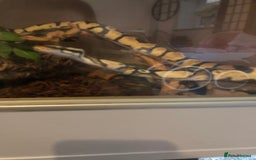 Python Snake reptiles for sale: Royal ball python (female) - Image 3