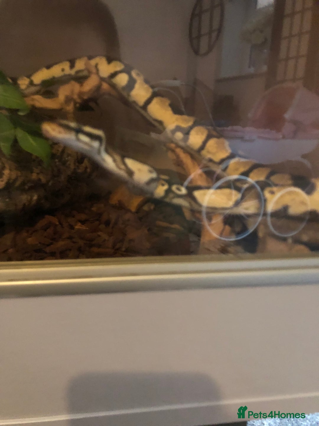 Python Snake reptiles for sale: Royal ball python (female) - Image 3