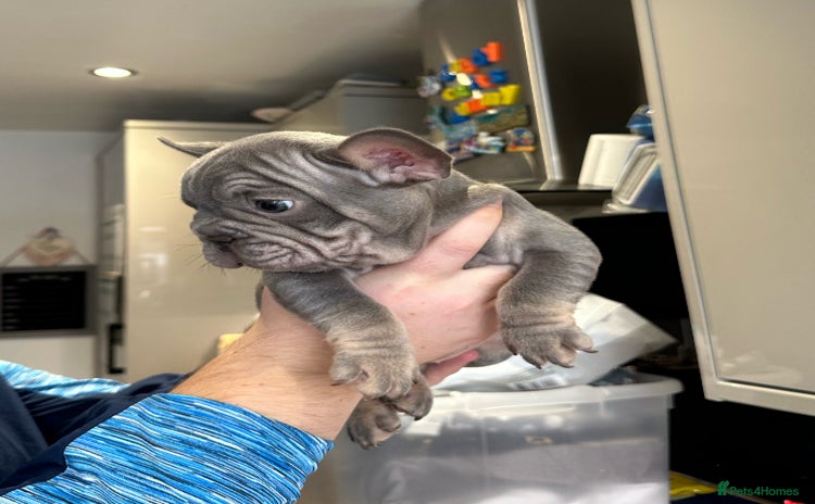 French Bulldog dogs - Advert 5