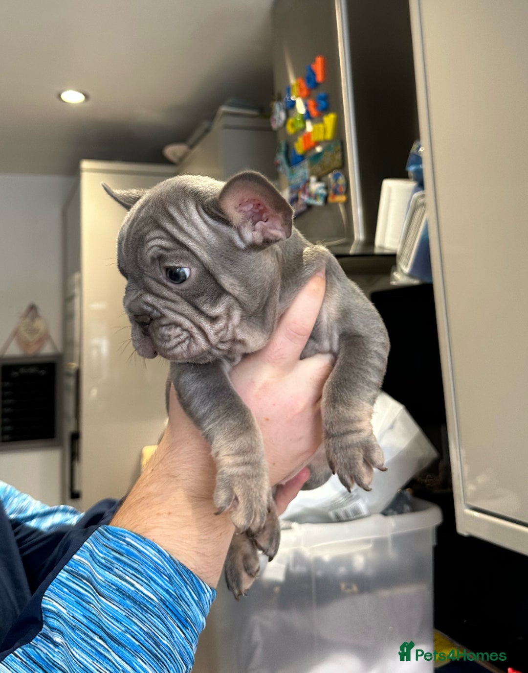 French Bulldog dogs for sale: 🤍READY TO LEAVE 🤍 French bulldog puppies 🤍 - Image 1