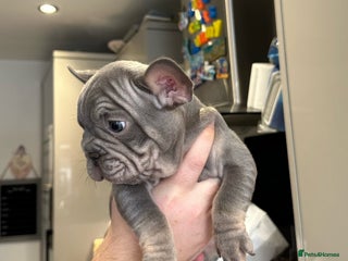 French Bulldog dogs - Advert 2