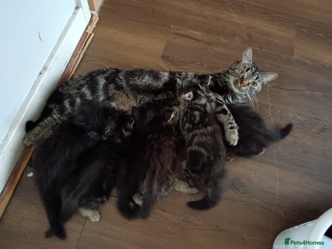 Mixed Breed cats for sale: Kittens Long Hair and Short Hair - Image 9
