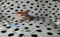 Chihuahua dogs for sale:  - chihuahua - two cheerful boys - Advert 4