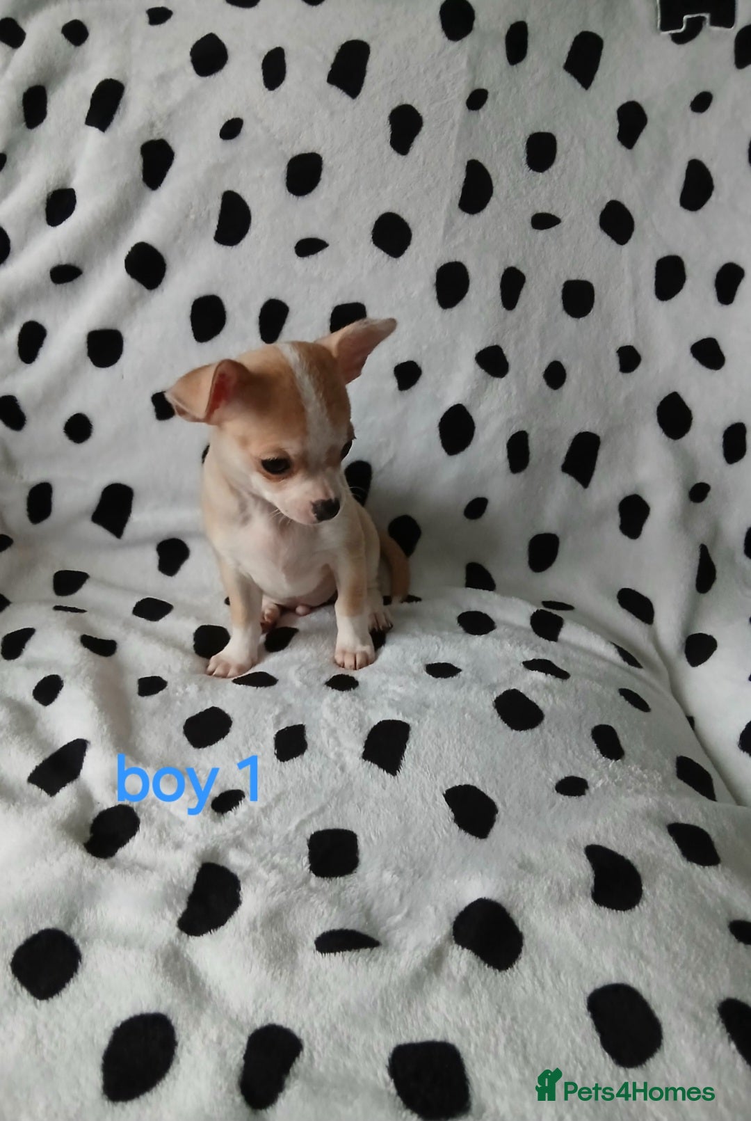 Chihuahua dogs for sale:  - chihuahua - two cheerful boys - Advert 4