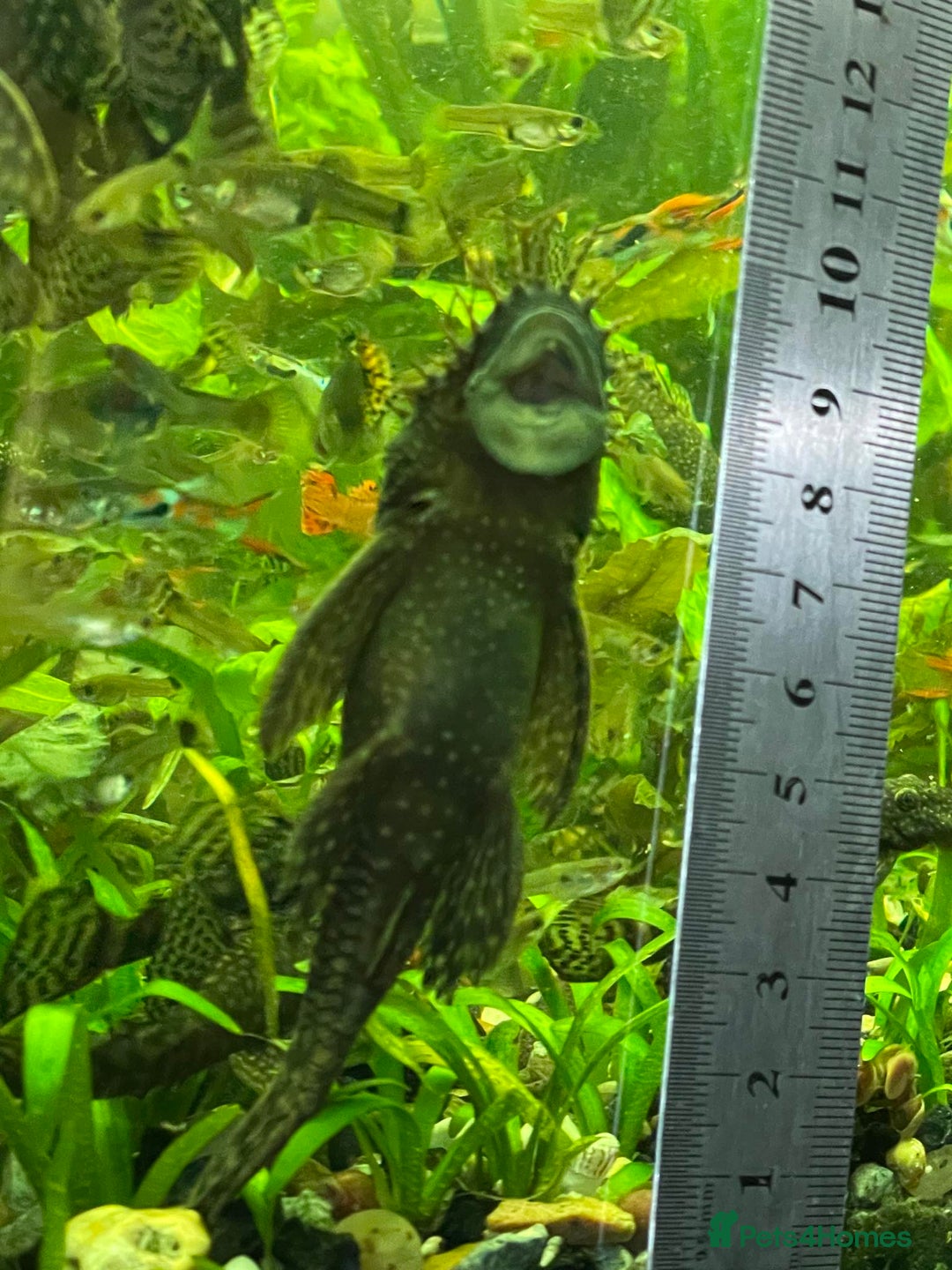 Plecos fish for sale: L144 Blue Eyed Bristlenose Pleco size 3 cm - Image 10