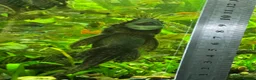 Plecos fish for sale: L144 Blue Eyed Bristlenose Pleco size 3 cm - Advert 11