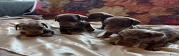 Miniature Dachshund dogs for sale: Miniature dachshund puppies 🐶  - Advert 13