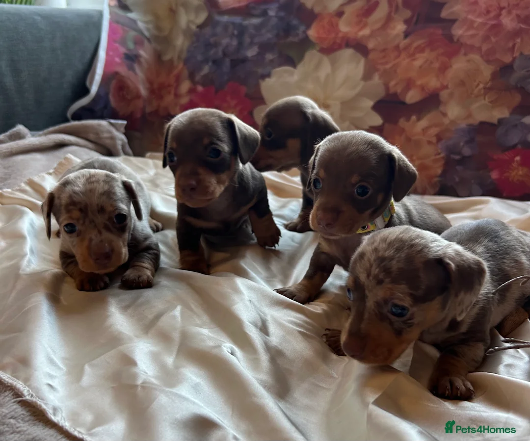 Miniature Dachshund dogs for sale: Miniature dachshund puppies 🐶  - Advert 13
