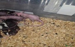 Rat rodents for sale: Dumbo and rex - Image 7