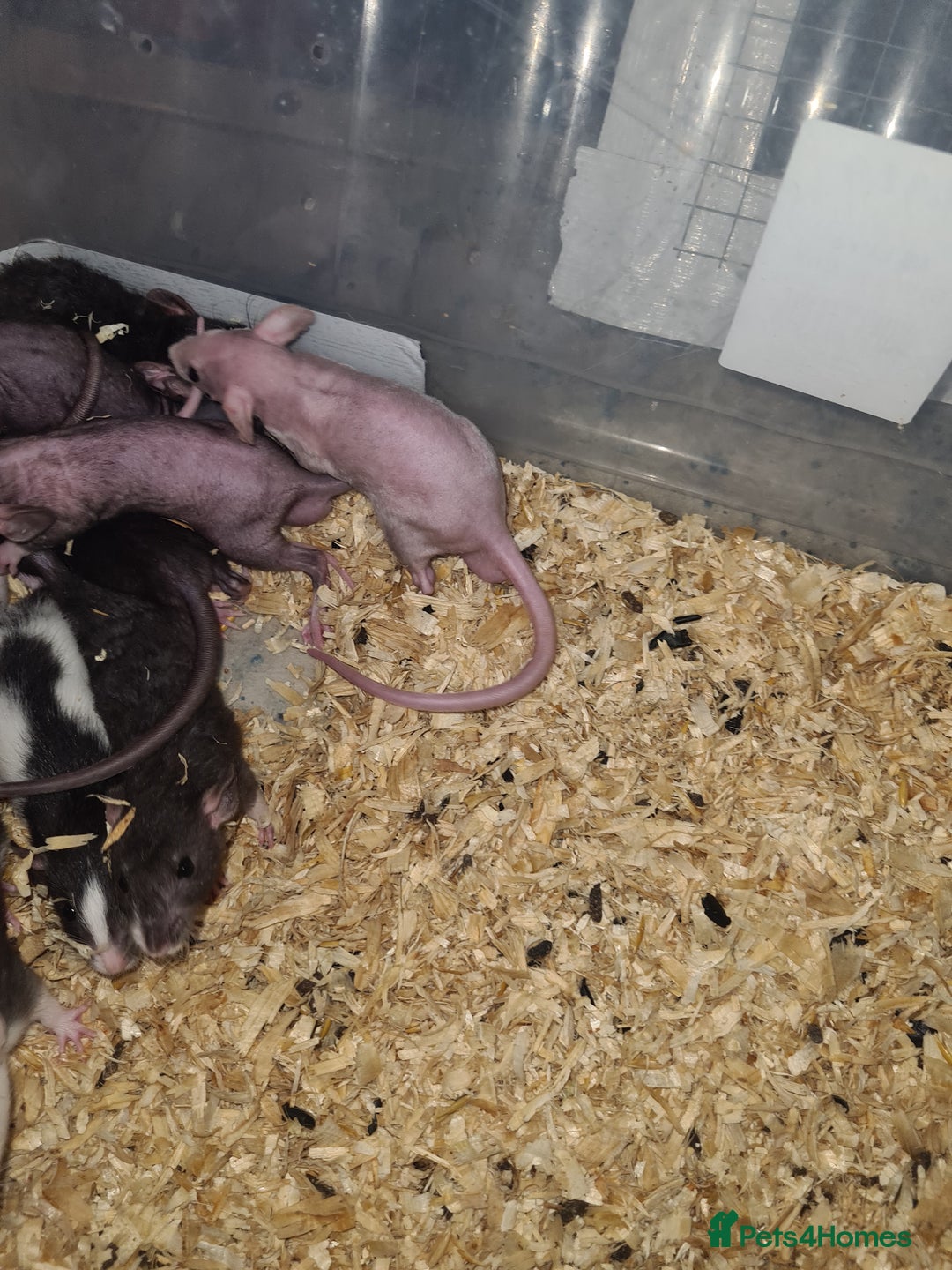 Rat rodents for sale: Dumbo and rex - Image 7