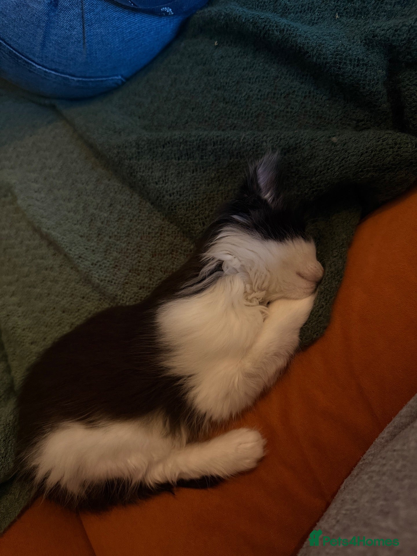 Maine Coon cats for sale: Maine coon kitten for sale!  - Advert 1