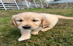 Golden Retriever dogs for sale: Beautiful litter of 7 GR puppies  - Image 9