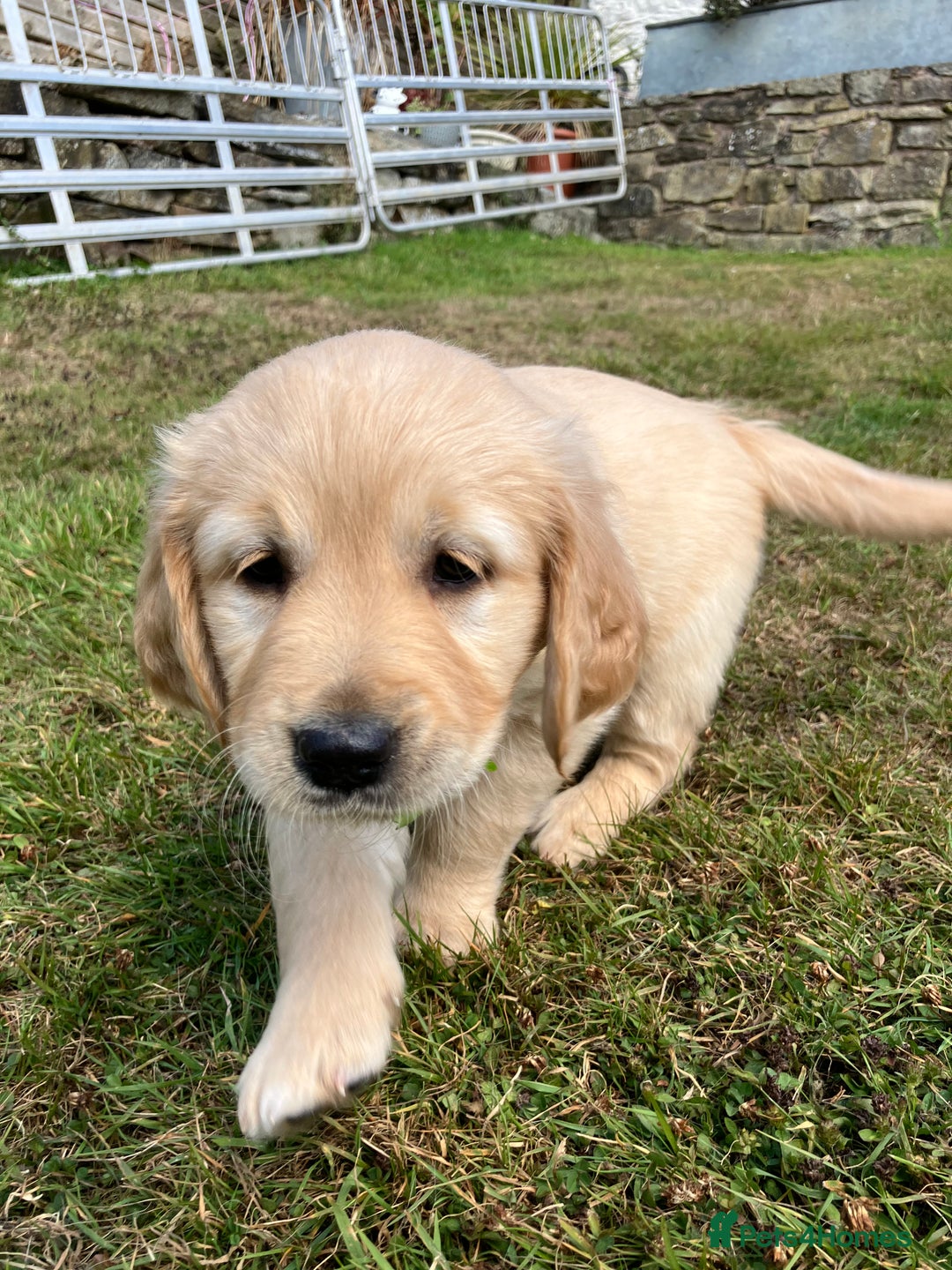 Golden Retriever dogs for sale: Beautiful litter of 7 GR puppies  - Image 9