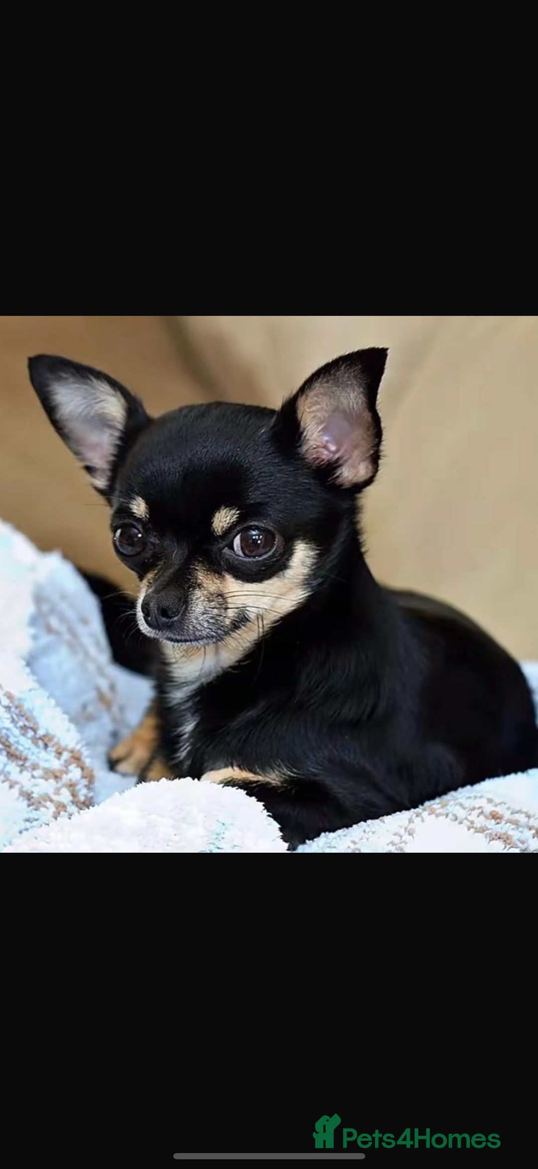 Chihuahua dogs for sale: Chihuahua puppies  - Advert 4