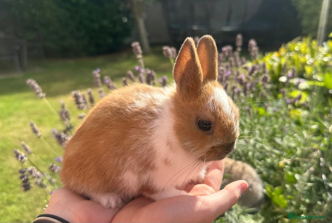 Netherland Dwarf rabbits for sale: SHOW QUALITY PURE BRED NETHERLAND DWARF - Image 2