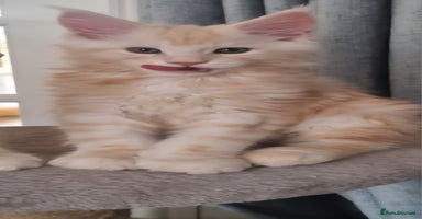 Maine Coon cats - Advert 8