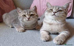 British Shorthair cats for sale: Beautiful Blue Golden British Shorthair Kittens in Milton Keynes - Image 2