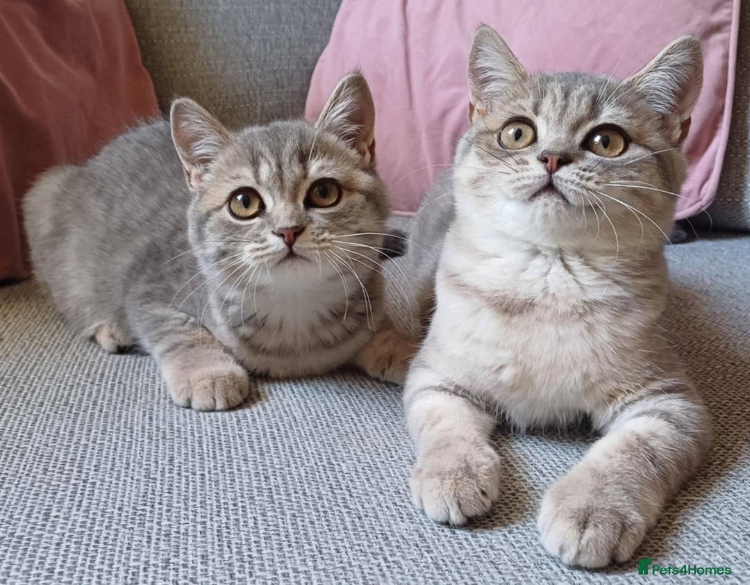 British Shorthair cats for sale: Beautiful Blue Golden British Shorthair Kittens in Milton Keynes - Image 2