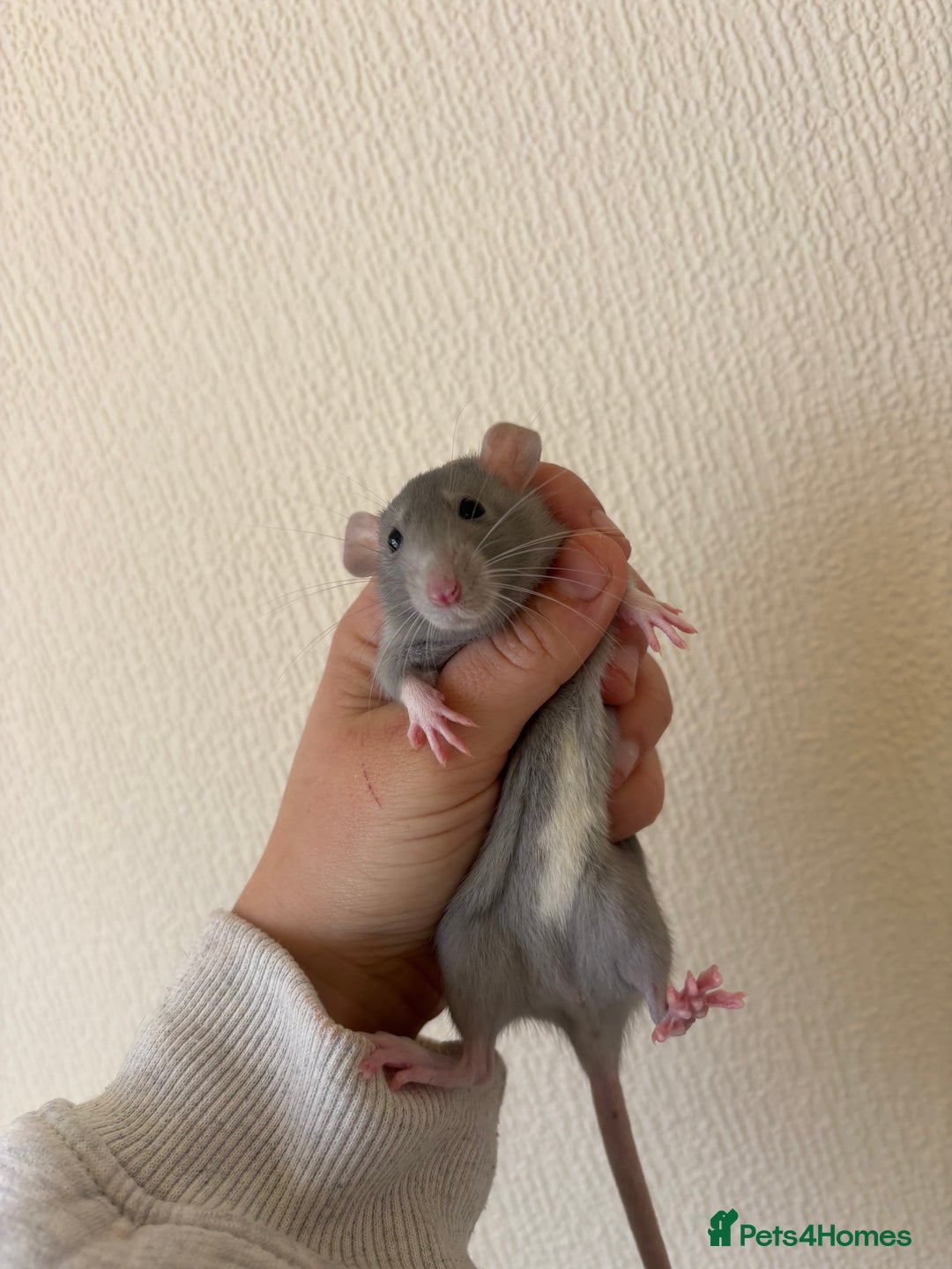 Rat rodents for sale: Baby dumbo female rat - Image 1