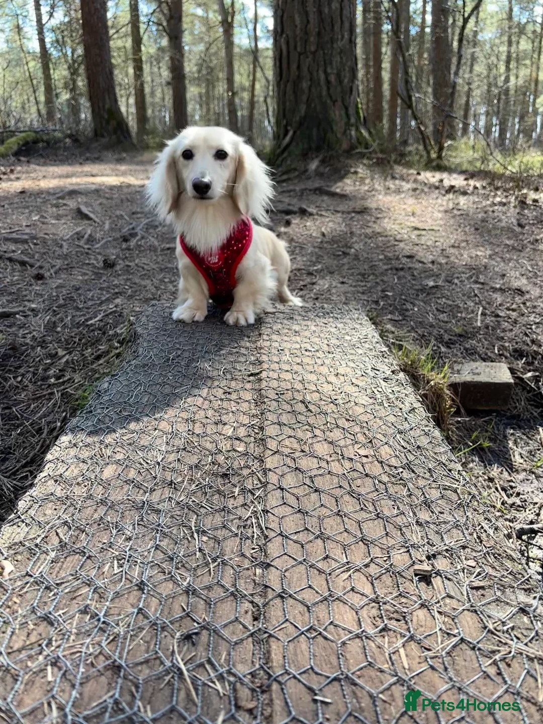 Miniature Dachshund dogs for stud: Outstanding i/i cream long coat miniature Dachsund - Advert 1