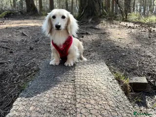 Miniature Dachshund dogs Outstanding i/i cream long coat miniature Dachsund - Advert 1