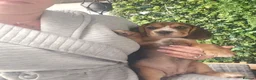 Bocker dogs for sale: Bocker puppies luking new home  in Boston - Advert 7