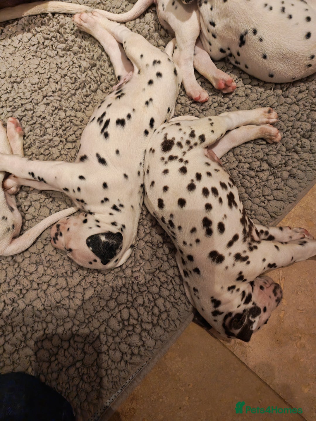 Dalmatian dogs for sale: Ready now - Champion Boys in the making!! - Advert 8