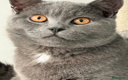 British Shorthair cats for sale: 7-Month-Old Grey British Shorthair  - Advert 2