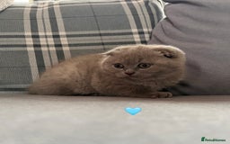 Scottish Fold cats for sale: 🐾2 boys left Scottish Fold🐾 - Image 3
