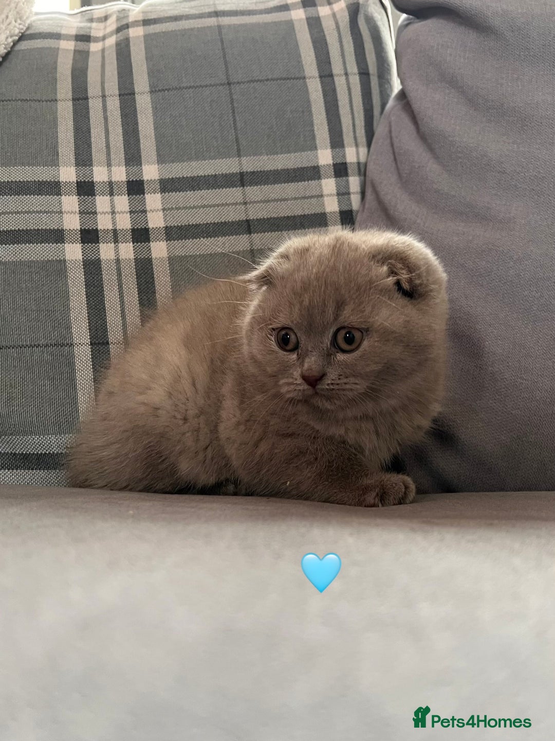 Scottish Fold cats for sale: 🐾2 boys left Scottish Fold🐾 - Image 3