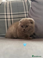 Scottish Fold cats - Advert 1