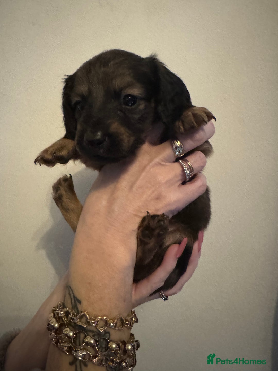 Miniature Dachshund dogs for sale: Beautiful minature dachshunds  - Advert 15