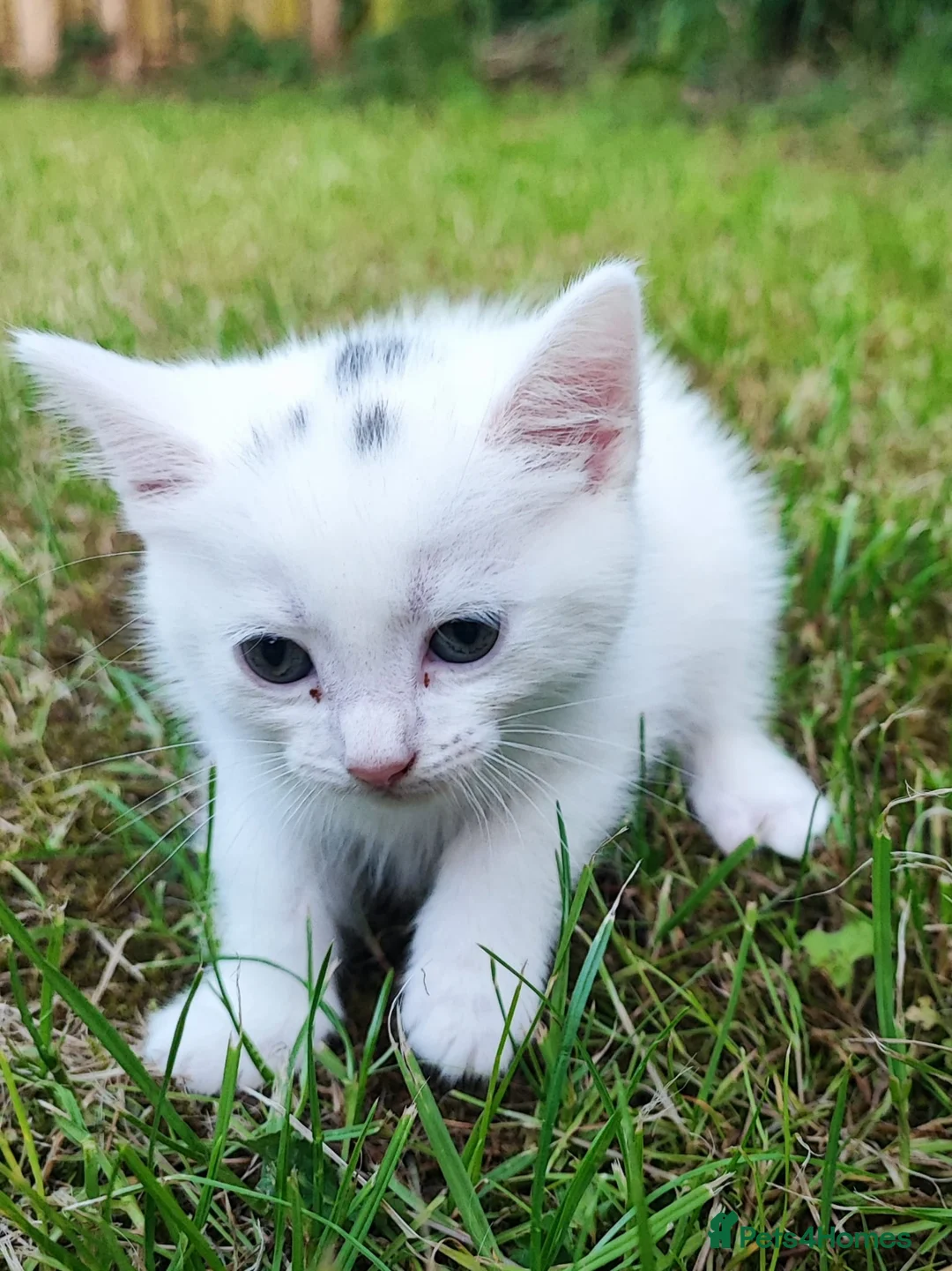 Tibetan cats for sale: Kitten's for sale  - Advert 7