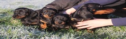 Miniature Dachshund dogs for sale: Stunning Miniature Dachshund Puppies - Advert 11