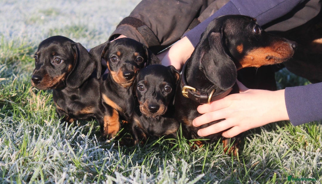 Miniature Dachshund dogs for sale: Stunning Miniature Dachshund Puppies - Advert 11