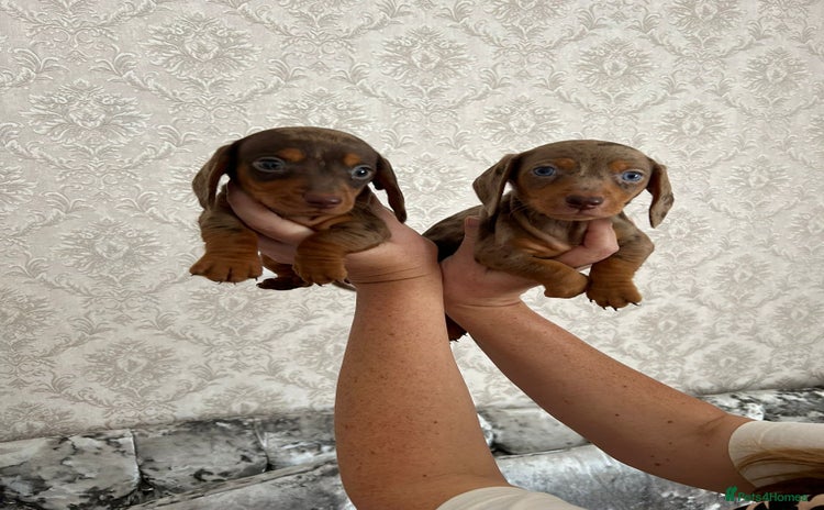 Dachshund dogs - Advert 1