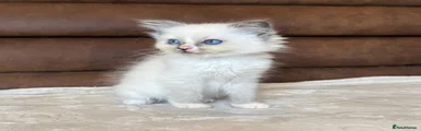 Hugo