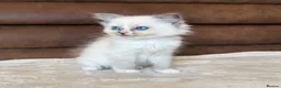 Ragdoll cats for sale: GCCF PEDIGREE RAGDOLL KITTENS - Advert 4