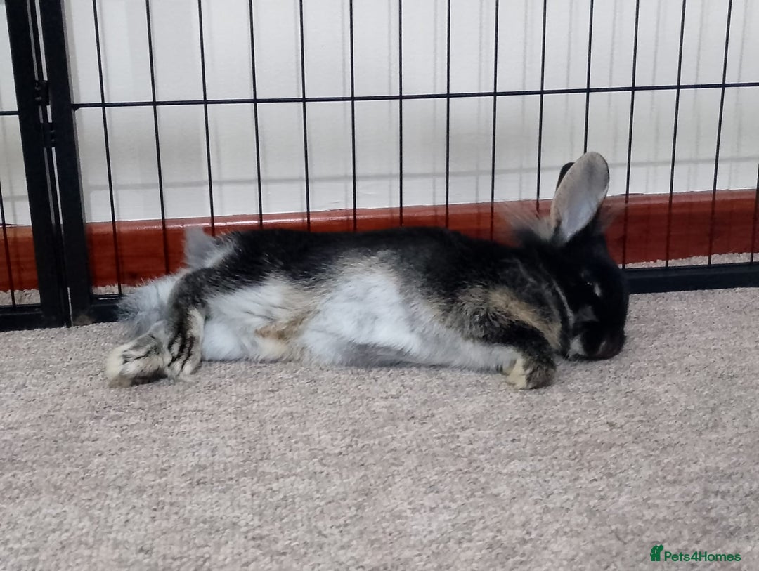 Mixed Breed rabbits for sale: Gorgeous Bunnies - Advert 2