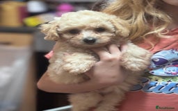 Cavapoo dogs for sale: Caverpoo babies  - Image 7