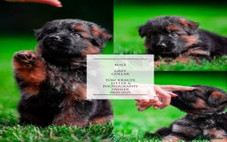 German Shepherd dogs for sale: 😍Little Paws Big Heart😍gsd puppies longhaired😍 - Image 9