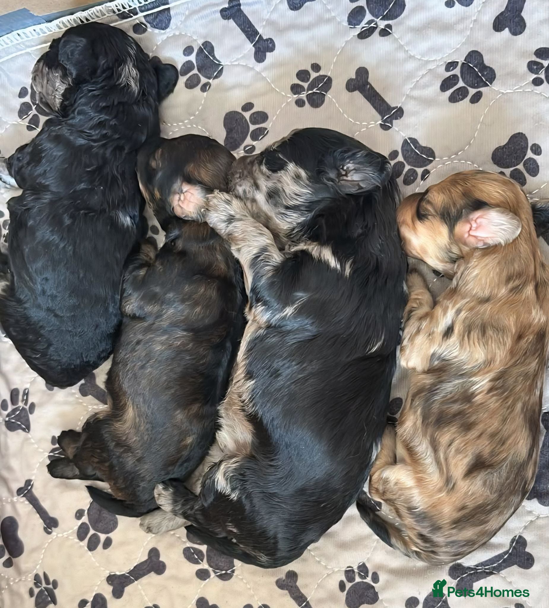 Miniature Poodle dogs Adorable mini poodles for sale £1500.  - Advert 1