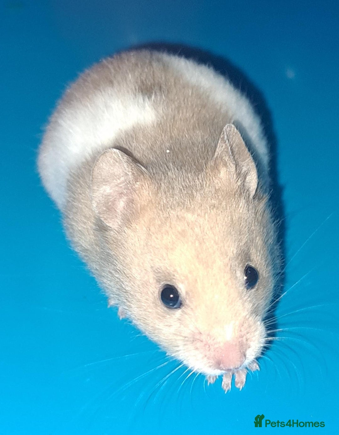Hamster rodents for sale: Sirian hamsters - Image 3